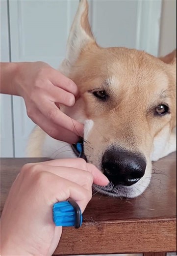 Brushing Bundle: Tips for Dog Dental Care
