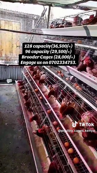 Tanks, feeders and laypoints are all provided with the cages. Automate your poultry farming with Poultry Cages Kenya Today. ——————————————— #poultryfarming #poultry #farmlife #farming #farmersoftiktok #farmtok #farm #cages #poultrycages #poultryfarm #poultryfarmer #poultrybusiness #poultryfarming #poultrylife #poultryfarmingbusiness #poultryfarming🐥🐔 #poultryfarmingkenya #eggs