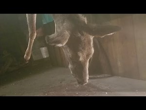 How to skin a deer for processing or butchering. Skinning a deer. Part 1