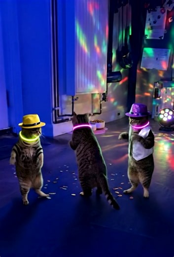 Even party animals hate whisker fatigue. 😼 Upgrade their dining experience and save your floors from the after-party mess! Link in bio to shop on Amazon. ✨ #cattok #amazonpets #dancingcats #catownerproblems #elevatedcatbowl