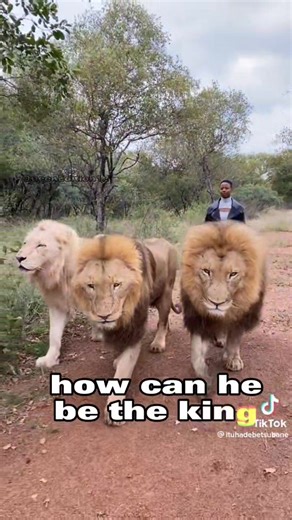 King Lion: The Ultimate African Predator | Animal Comparison & Lion Facts