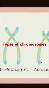 Types of chromosomes