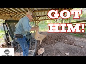 Catching Piglets The EASY Way!