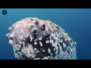 the Whale Song - Once in a lifetime capture