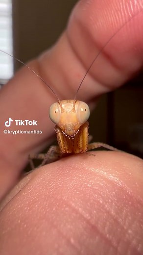 Look at the face! Panther Mantis (Tarachodula pantherina) #mantis #prayingmantis #nature #animals #insects #macro #fyp #foryou #trending #viral