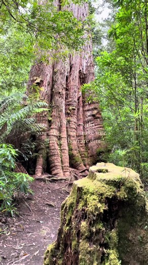 Between every two trees there is a door leading to a new life. . . . . #PathLessTraveled #WildernessWisdom #JohnMuir #OffTheBeatenPath #AdventureAwaits