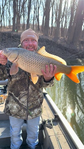 I caught this beautiful common carp on a swimbait out of a small creek. With the Ohio River being so high many of the species have relocated to the feeder creeks following the baitfish #ohioriverfishing #carpfishing #catchandrelease #bluecatfish #riverfishing