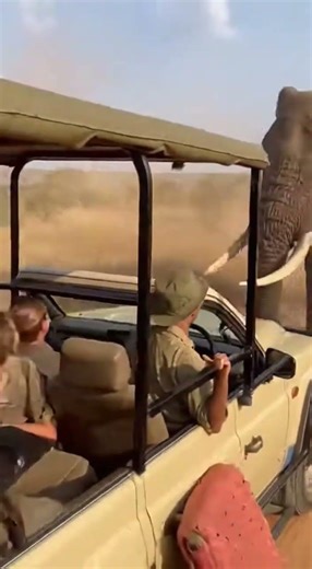 A Giant Snake Fell From the Tree Above Us