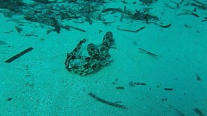 El biólogo marino y explorador de National Geographic Andrej Gajic muestra el impacto de los microplásticos y otros contaminantes en los tiburones. Disfruta de nuestros mejores documentales de tiburones todos los días a las 18.00 en National Geographic Wild. | National Geographic