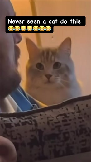 lol #cat #animals #viral #viralvideo #meme