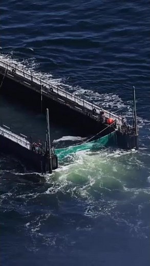 Far from reaching its destination: Transport boat carrying stranded whale underway