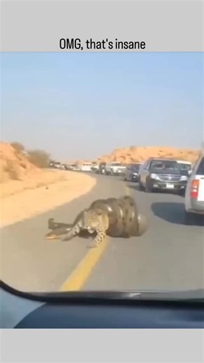 Mind Flex on Instagram: "This viral video depicts a leopard swallowing a large python whole on a desert road amid passing cars, but biological evidence shows leopards tear prey apart with their jaws rather than ingest it intact, indicating AI fabrication. Posted by @Crazymoments01 , a account specialising in trending clips, the content amassed over 4 million views and thousands of engagements within hours, fuelling debates on deepfake detection. Replies highlight user frustration with unlabelled