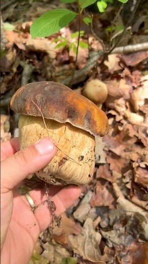 Funghi porcini 3.06.2026 #porcini #funghi