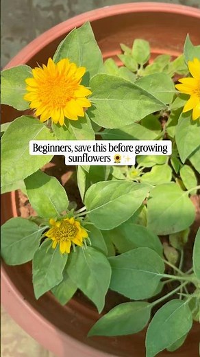 How to grow sunflower at home easily 🌻✨#summergarden #flowers #youtubeshorts #buddingvibes