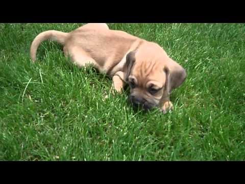 Denning Farms Puggle Puppies Playing!!