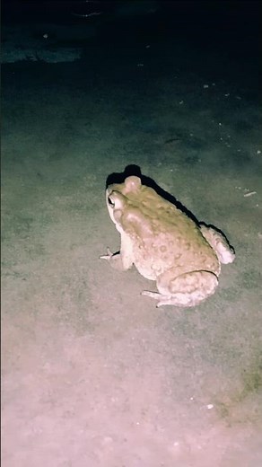Toad hopping close up #nature #frog #toad #wildlife #closeup