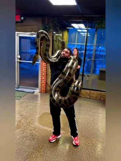 Huge Green Anaconda #Amazing pet #Anaconda #Big Snake #1M views #Viral #Trending #ytshorts