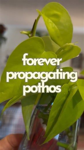 Pothos is one of the best plants for beginners for so many reasons. They’re really low maintenance! They want water when the top 1/2 of the soil feels dry and they’ll tell you if they’re thirsty by drooping and looking sad - however, you don’t want to let this happen often because the oldest leaves will turn yellow and die off. They’re super forgiving when it comes to light they’ll take a really bright indirect or dappled light all the way to lower bright light. They’re super fun to experiment w