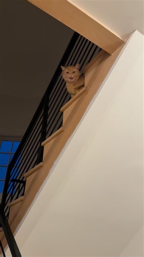 This cat loves saying “hi” 😸 | Nancy Margrit