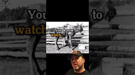 Let's Talk About Domesticated Rideable Moose