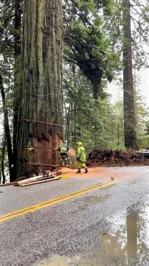 david puentes on Instagram: "imagine the stories this tree could’ve told, things that it seen in all of them years, but it lived a full life and now it’s a dead tree but still beautiful to see. i bet it was 1,000+ years old. 🎥 tiktok/briyan_m [these workers did a great job removing it without damaging the surrounding trees.] #fyp #explorepage #deadtree #removal #humboldt #california #beautiful #reels #reelsinstagram #reelsvideo #viral #trending #somethingcool"