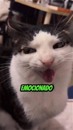 Fui chamado de EMOCIONADO por falar a verdade sobre Katanas!