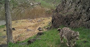 Snow Leopards in the Western Altai Mountains