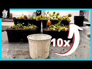 How to Repot a Venus Fly Trap - 10 Plants in One Tiny Pot