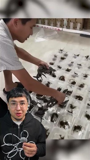 How does crocodile farming generate fortunes in Thailand?