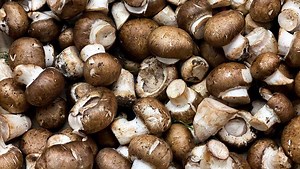 Did you know? Pennsylvania is home to the 'mushroom capital of the world'