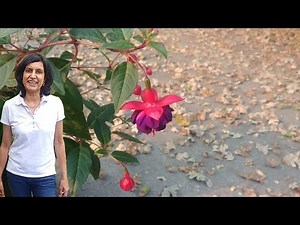 Propagating fuchsia by separating a pup (with updates)