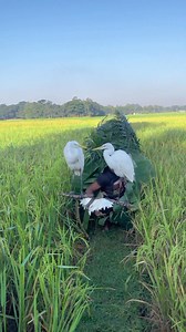 #tending #ayam #BOK #harehunting #hunting #animal | Nayem Comedy 02