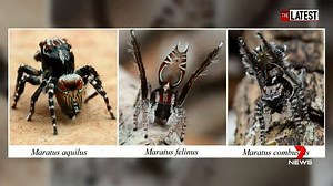Final Frame: Three new Australian spiders have been discovered in Western Australia. Don’t worry, the peacock spiders are about the size of a grain of rice and completely harmless. Taxonomist Joseph Schubert discovered the new species and named them according to their distinctive markings. www.7plus.com.au/news #TheLatest #7News | 7NEWS Sydney