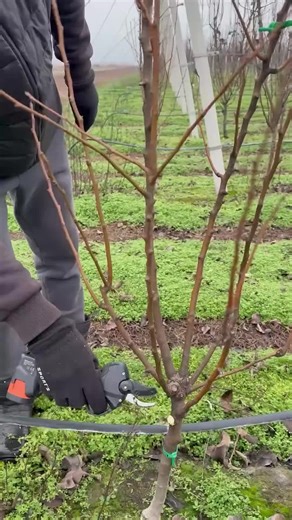 Essential Young Fruit Tree Pruning Techniques