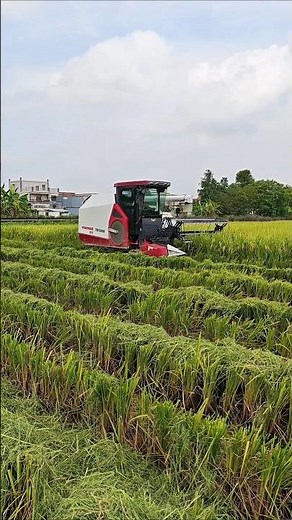 yanmar paddy harvester 🌾 #shorts #harvester #farm