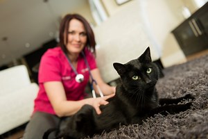 8K views · 50 reactions | It's a question we're asked all the time: "Why Is My Cat Peeing outside the Litterbox?" | Vets To Go | Facebook