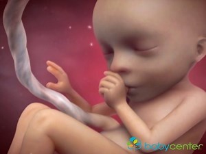 ¿Estás entre las semanas 15 a la 20? Ve cómo se va desarrollando tu bebé. | BabyCenter en Español