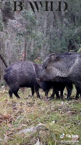 #javelina #pecari #mexico #bwild