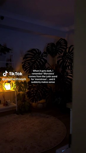 Exploring the Monstera Plant's Unique Appeal