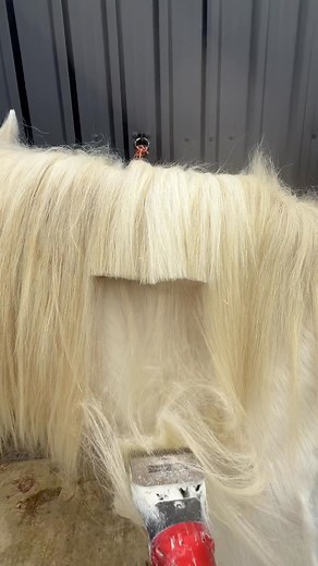The Bowl cut - in most definitely in!!!!! ✅✅ Do you use your clippers to tidy unruly manes? ⬇️⬇️ Olaf’s mane was even too much for a scissors so we called in the big guns to take most of the length before tiding! 📸 Liveryman Phoenix #clipping #satisfaction #horsesofinstagram #equinegroom #satisfying #liveryman #teamliveryman #clippers #clipper #blades #groom | Liveryman