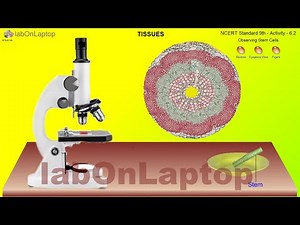 NCERT Class 9th - Activity 6.2 | Tissues |Observing Stem Cells in Microscope | labOnLaptop