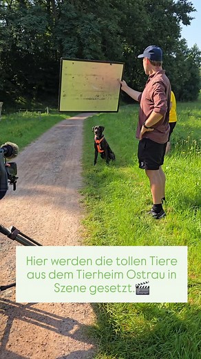 Eine "tierisch tierisch"-Sendung zu produzieren, bedeutet viele Stunden im Tierheim vor Ort zu sein um das Beste aus den tierischen Stars herauszuholen.🤩 Im Tierheim Ostrau hatten wir sehr dankbare Vierbeiner vor der Kamera - und alle suchen ein Zuhause. Morgen um 19:50 Uhr im @mdr_mitteldeutscherrundfunk oder ab 16 Uhr in der @ardmediathek könnt ihr sie kennenlernen - bei @tierischtierisch 🐕🏡 #tierischtierisch #zuhausegesucht #mdr #tierheim #tiervermittlung #tieresucheneinzuhause #tierschutz