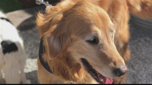 What are the pros and cons of spaying/neutering pets?