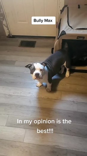 Bully Max: The Ultimate High-Protein Dog Food Review