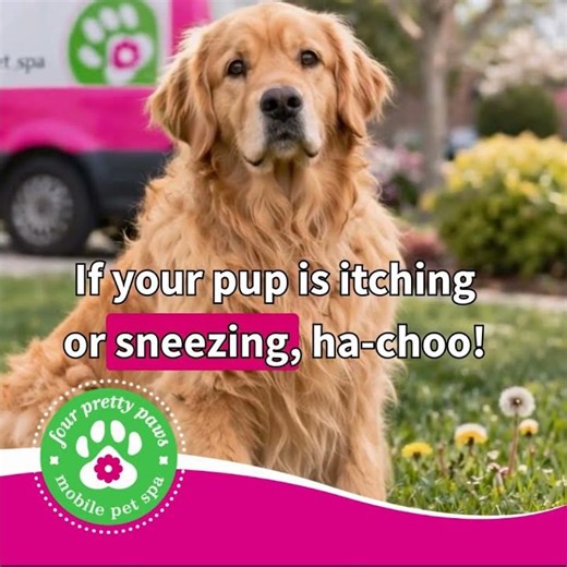 Allergy Relief at Your Door 🐾🧼 | Four Pretty Paws Mobile Pet Grooming