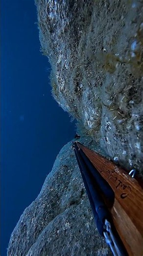 Agachon les barra passent trop tard ou pas pour piquer ? #papicsm #chassesousmarine #barracudafish