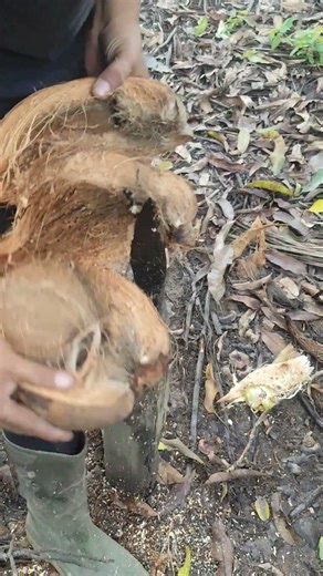 A simple way to peel a coconut
