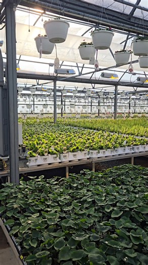 We’re taking things slow and enjoying the beauty of our award-winning plants inside the greenhouse. 🌿✨ As the days warm up, seeing plants covered in blooms feels like such a treat! 💐 https://provenwinnersdirect.com/collections/proven-winners-annuals #GardenGoals #GardenInspiration #GardeningMadeEasy #petunialovers #BoldBlooms | Proven Winners Direct