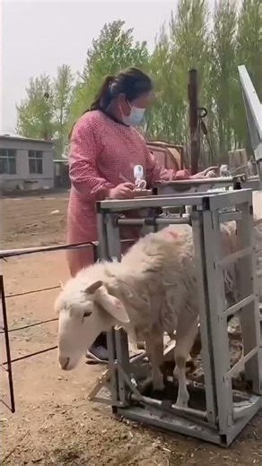 How to Vaccinate Sheep Using a Restraint Rack | Easy & Stress-Free Method#SheepVaccination