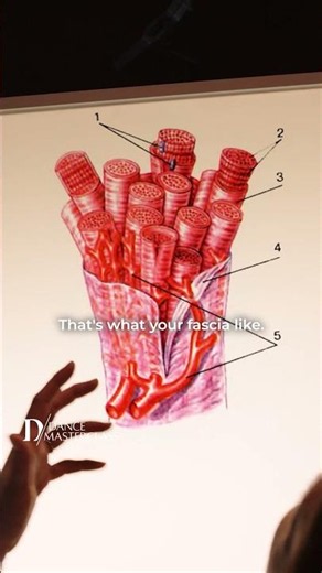 Fascia = The body's Force Distributor
